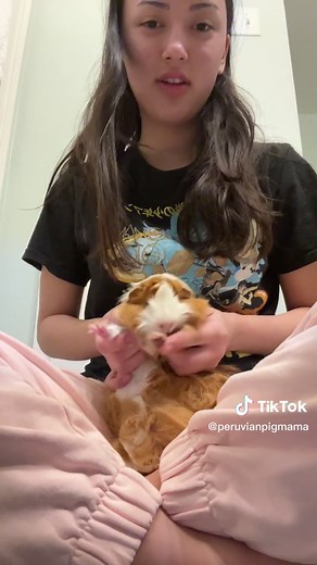 Fun Guinea Pig Dance Video