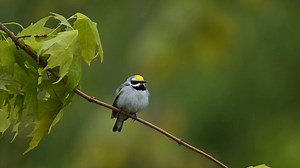 Good morning #Birds & #Nature! Golden-winged warbler (Vermivora chrysoptera) | BIRDS & Nature