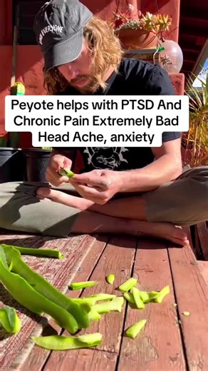 🌵 Discover the beauty of Peyote and San Pedro cactus – perfect for collectors, gardeners, and cactus lovers. Unique, rare, and naturally stunning plants that bring charm to any collection. ✨ #Peyote #SanPedroCactus #CactusLovers #RarePlants #SucculentAddict