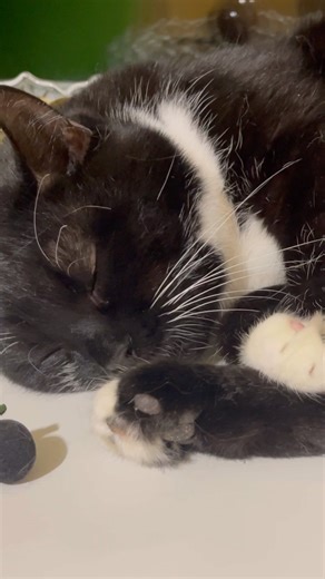 Cute Cat purring for Relax. Sweet Cat purring softly. Sweet video for relaxation. Cute Cat Purr 3