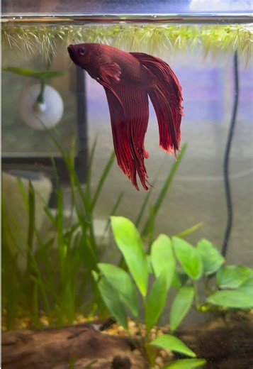 Understanding Betta Fish Care and Health