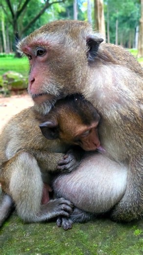 Oldest mama Daisy is nursing her baby. | Viral Monkeys