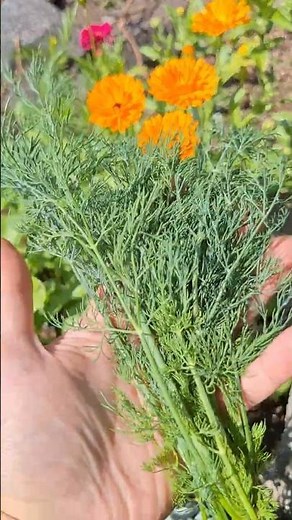 Harvesting Dill Leaves All Season #gardentips #gardening #dill #harvestingdill #harvest #howto