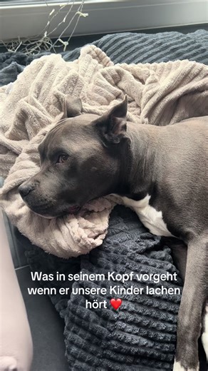 Er ist Familie ❤️🐶 #familienhund #tiktokdogs #lebenmithund #amstaff #hundeliebe