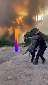 Ils sauvent les animaux des flammes