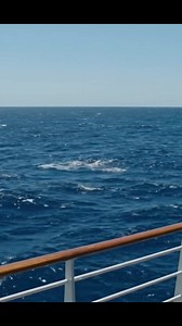 Megalodon sighting (AI generated) | Hilarious Ted