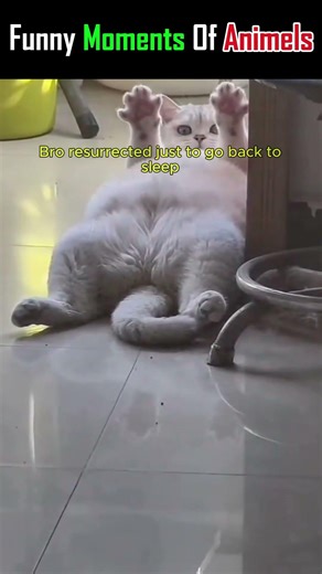 Funny Moments Of Animels #shorts #funnycats #catmemes