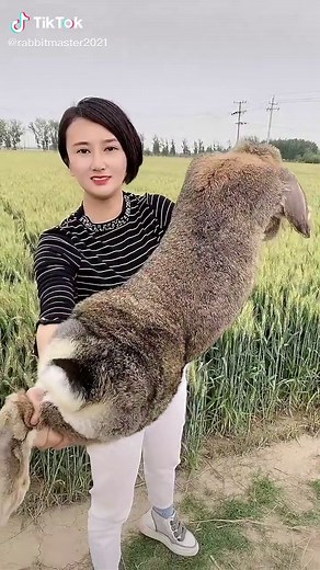 #rabbit #cute #big #pet #fyp Lop-ear Rabbit