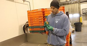 Farmed versus Wild Oysters — Is One Better Than the Other? | Pangea Shellfish Company