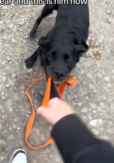 Rescued Dog's Remarkable Recovery Journey