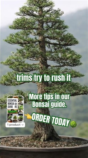 Beginner Bonsai Mistake? Need Help Choosing the Best Bonsai Tree 🌱 #bonsai #bonsaitreesforbeginners