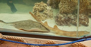 Virgin stingray pregnancy may have a delightfully unusual scientific explanation