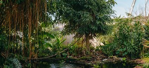 The Swamp Forest | South East Asia Jungle track