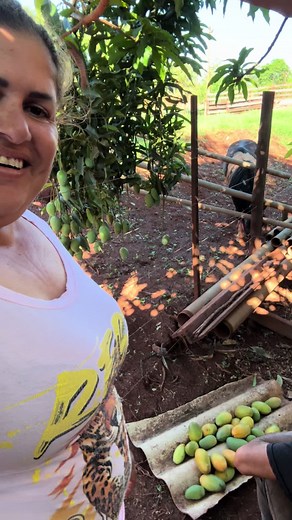 Mango Picking Techniques: A Journey in the Orchard