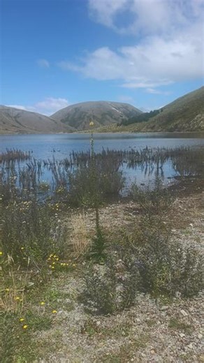 这张视频拍摄于新西兰南岛坎特伯雷地区的 Lake Lyndon（林登湖），背景是Mount Lyndon（林登山），前景的高茎黄花植物是毛蕊花（Mullein，学名 Verbascum thapsus），也叫“毛蕊草”或“大毛蕊花”。 🌿 植物与环境 - 毛蕊花特征：这是一种原产于欧洲的二年生草本植物，在新西兰被归为归化杂草。它的茎直立高大，可超过2米，叶片和茎上覆盖着灰白色绒毛