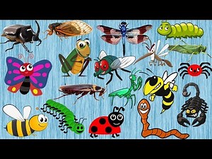 INSECTS for Kindergarten | Learn INSECTS and BUGS Names for Kids (20+ INSECTS)