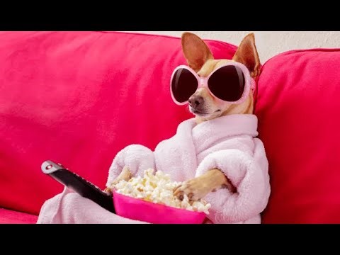 Watch Party | India vs England | FiveM Arena World Cup | Soulcity By EchoRP #LifeInSoulcity