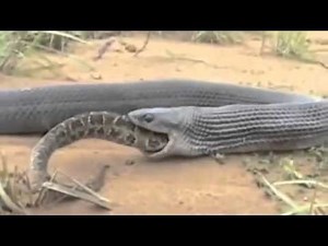 ЗМЕИ УБИЙЦЫ. ПИТОН СОЖРАЛ КОРОЛЕВСКУЮ КОБРУ НА ОБЕД
