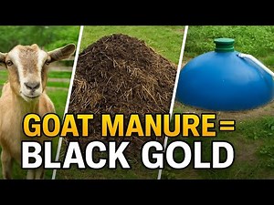Goat Manure Magic: From Fertilizer to Biogas Energy