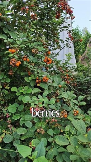 Are these berries safe to eat?! have you tried them #uttarakhand #wild #berries #explorepage #life