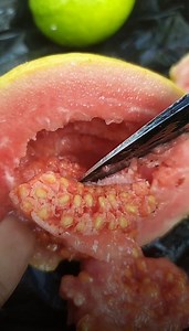 12K views · 235 reactions | Ripe guava for my bunny | Grafting Examples | Facebook