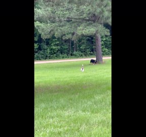 Basset Hound Ears Flop in the Wind