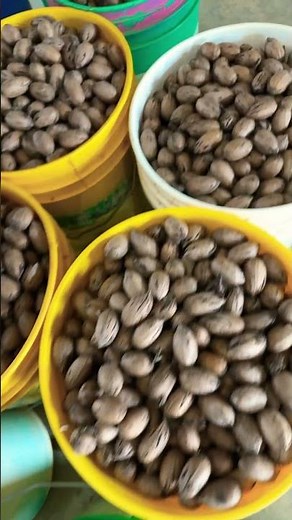 Shelling Pecans the EASY way