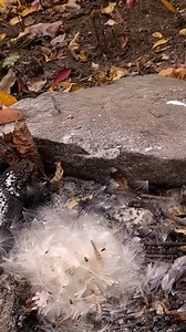 62K views · 1K reactions | Milkweed #reelsviral #fbreelsvideo #usa #reelsfb #reelsvideoシ #fyp #trendingreelsvideo #reelschallenge #UnitedStates | Woods Bound | Facebook