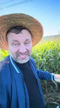 Geada em cima de geada acumula prejuízos na safrinha na cultura de milho e feijão 🥶