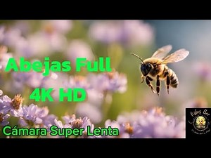 Abejas volando, Full 4K HD Cámara super LENTA