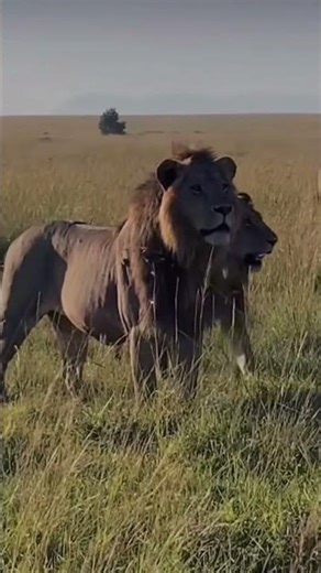KINGS & BROTHERS: The Unstoppable Power of a Lion Coalition 🦁🛡️ #Shorts #lion #wildlife #bigcats