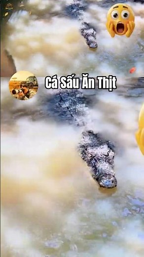 Shocked with Crocodile Fishing action. Experience giant crocodile fishing in Can Gio