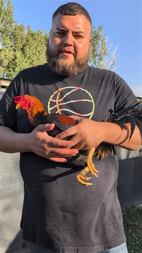 1.2K views · 81 reactions | Boston RH Diamond Ranch #gamefowlinfluencer #princessofgamefowl #kcranch #gamefowlbreeder #Gallera | Katalina Carvente KC Ranch | Facebook