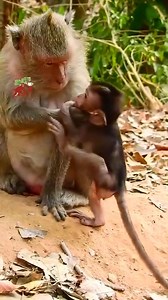 39 reactions | OMG...monkey Jade weaning baby so hard, Baby cry loudly | MonkeyCamp | Facebook