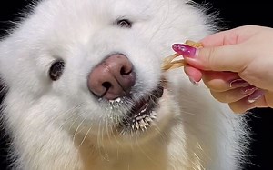 【gogotv】萨摩耶gogo的快餐//bravo火鸡冻干牛奶鸭食管牛肝片