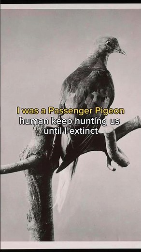 Watch till End The History of Passenger Pigeon #history #explained #extinct