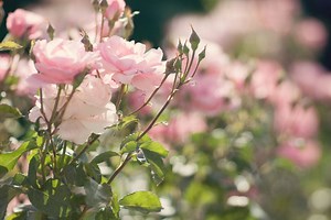 How to Cut Back Overgrown Rose Bushes