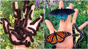 This rare butterfly species was dying out, so a biologist started a one man conservation effort