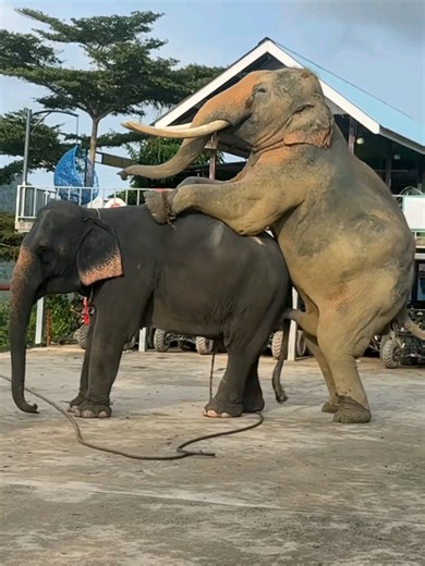 How Do Elephants Mate and Give Birth? 🐘 | Wildlife Documentary #Elephants #ElephantMating #Wildlife #AnimalFacts #ElephantLife