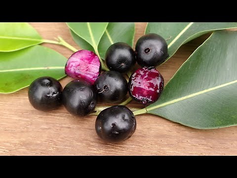 Jambolán, jambul, ciruela de Java, pésjua extranjera, guayabo pésjua Syzygium cumini variedad Kaatha
