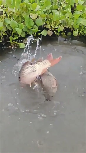 How This “Flying‑Guillotine” Net Catches Fish In Shallow Pond