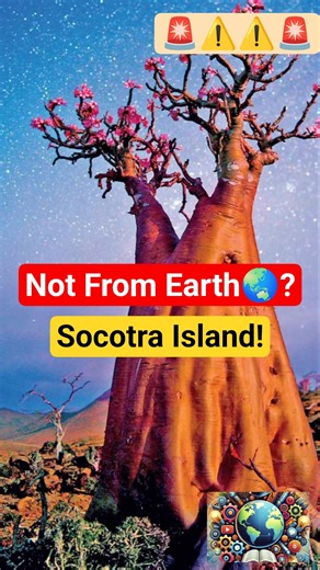 Socotra Island: Earth’s Most Alien Place! #socotraisland #mindblowingfacts