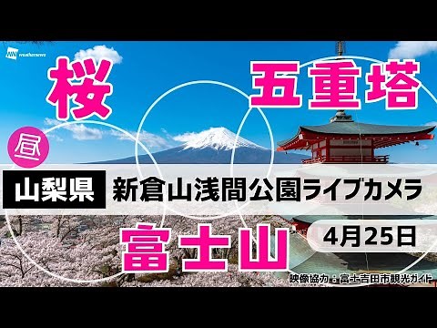 🌸富士山x桜x五重塔ライブカメラ🌸山梨県「新倉山浅間公園」 2024年4月25日(木)