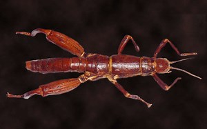 L'éclosion démesurée d'un phasme menacé d'extinction