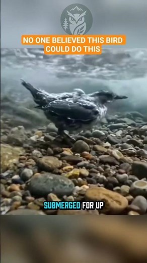 This Tiny Bird Walks Underwater in Raging Rivers 🐦