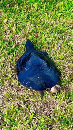 Turtle found on busy road Runs to Pond • Someone Saved My Life Tonight • Elton John #shorts #turtle