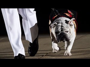 The Incredible Story of the Marine Corps' Bulldog Mascot