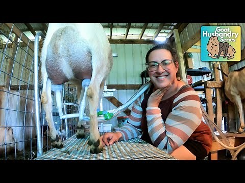 Goat Milking Machine Info Dump: Many Styles & Budgets For ALL Sizes of Goats