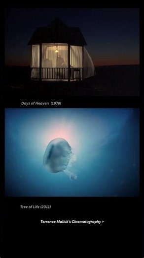 The magnificent cinematography of Terence Malick over the years #movie #cinema #cinematography