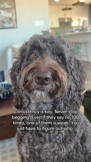 How Labradoodle Begs Smart: Consistency Wins Every Time